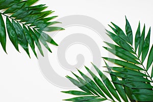 Palm Green Leaves Tropical Exotic Tree Isoalted on White Background. Holliday Patern Template photo