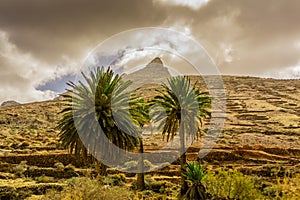 Palm group in front of a mountain