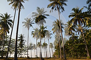 Palm grove