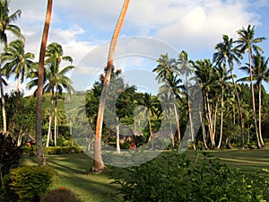 Palm grove