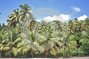 Palm grove