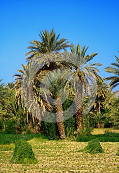 Palm grove