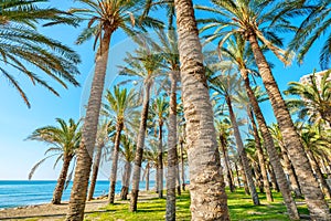 Palm trees. Torremolinos, Andalusia, Spain photo