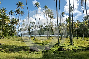 Palm grove and atlantic ocean view from the hill of Bequia island in Saint Vincent and the Grenadines