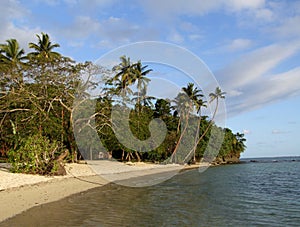 Palm grove on a beach