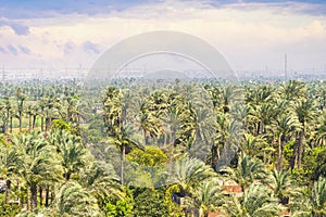 Palm grove with beautiful green plants in foreground and the city of Cairo in the background. Egypt. Cloudy weather