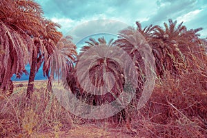 Palm grove on the Dead Sea shore