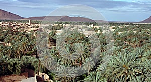 Palm grove of Figuig