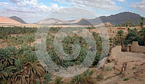 Palm grove of Figuig