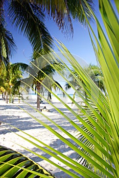 Palm Grove Foliage