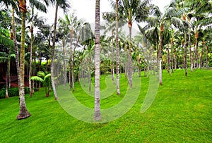 Palm grove in Loro park, Tenerife photo