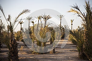 The palm grove of Marrakech is full of palm trees and dromedaries and Arabian camels