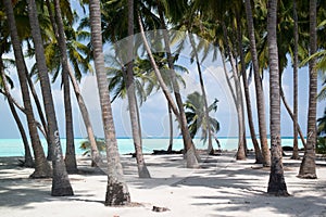 Palm grove in Mathiveri island