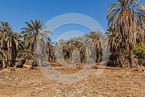 Palm grove in Mut town in Dakhla oasis, Egy