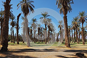 Palm grove in the oasis Furnace Creek photo