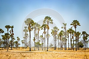 Palm grove standing in the middle of desert in Senegal, Africa. The background is blue sky. It's a natural background