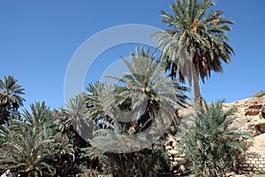 Palm grove of tafilalet