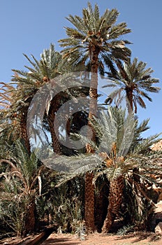 Palm grove of tafilalet