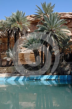 Palm grove of tafilalet in morocco