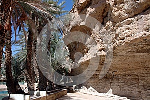 Palm grove of tafilalet in morocco