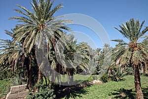 Palm grove of tafilalet in morocco