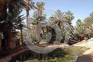 Palm grove of tafilalet in morocco