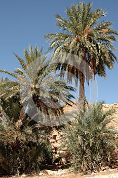 Palm grove of tafilalet in morocco