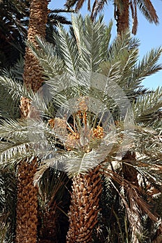 Palm grove of tafilalet in morocco