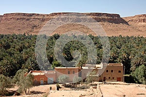 Palm grove of tafilalet in morocco