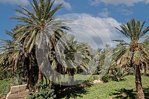 Palm grove of tafilalet in morocco