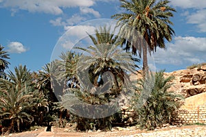 Palm grove of tafilalet in morocco