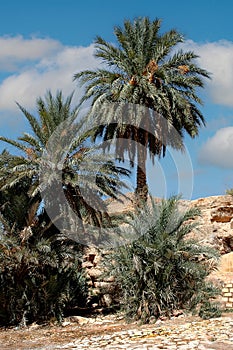 Palm grove of tafilalet in morocco