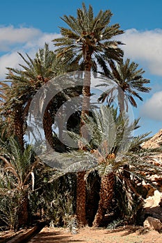 Palm grove of tafilalet in morocco