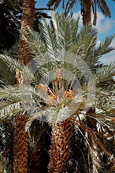 Palm grove of tafilalet in morocco