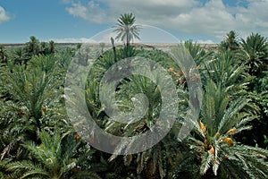 Palm grove of tafilalet in morocco