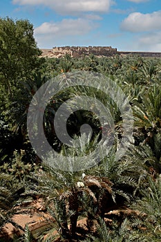 Palm grove of tafilalet in morocco