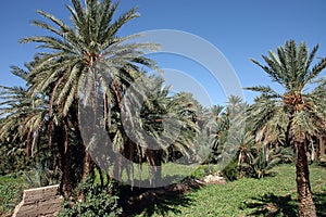 Palm grove of tafilalet