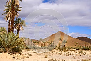 The palm grove of Tata in Morocco