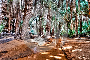 Palm grove at the Terjit oasis, Mauritania