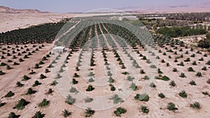 Palm groves in the arava desert.  near Eilat