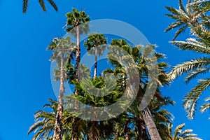 Palm groves at Huerto del Cura garden in Elche photo