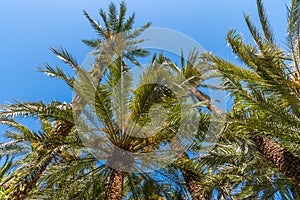 Palm groves at Huerto del Cura garden in Elche photo