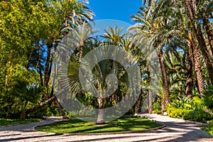 Palm groves at Huerto del Cura garden in Elche photo