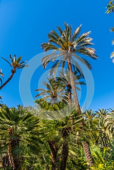 Palm groves at Huerto del Cura garden in Elche photo