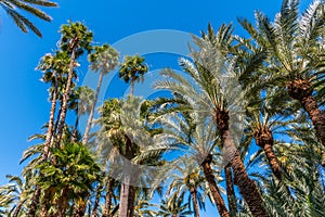 Palm groves at Huerto del Cura garden in Elche