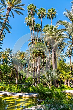 Palm groves at Huerto del Cura garden in Elche photo