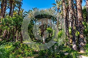 Palm groves at Huerto del Cura garden in Elche photo