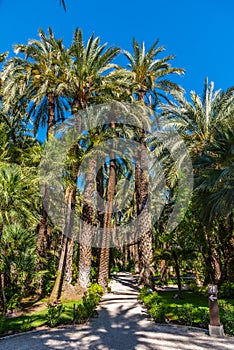 Palm groves at Huerto del Cura garden in Elche photo