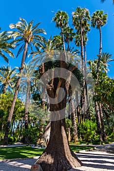 Palm groves at Huerto del Cura garden in Elche photo