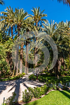 Palm groves at Huerto del Cura garden in Elche photo